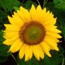 /album/fotogaleria/sunflower-jpg/